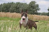 BULL TERRIER MINIATURE 011